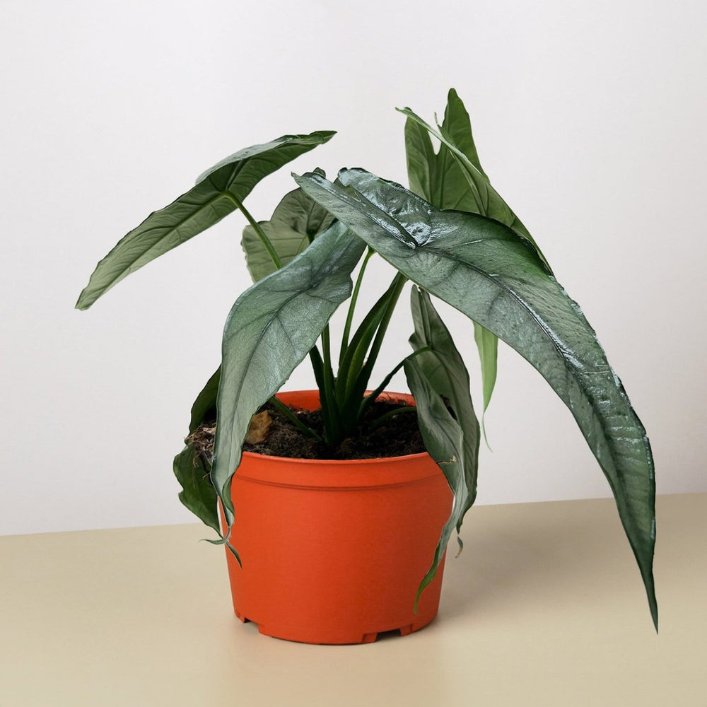 
                      
                        lily & onyx Alocasia 'Dragons Breath' - lily & onyx
                      
                    