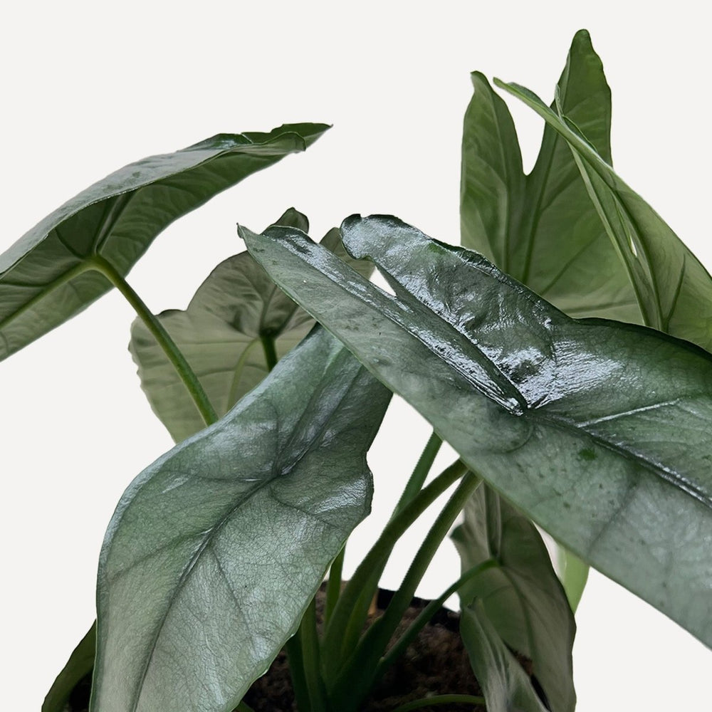 
                      
                        lily & onyx Alocasia 'Dragons Breath' - lily & onyx
                      
                    