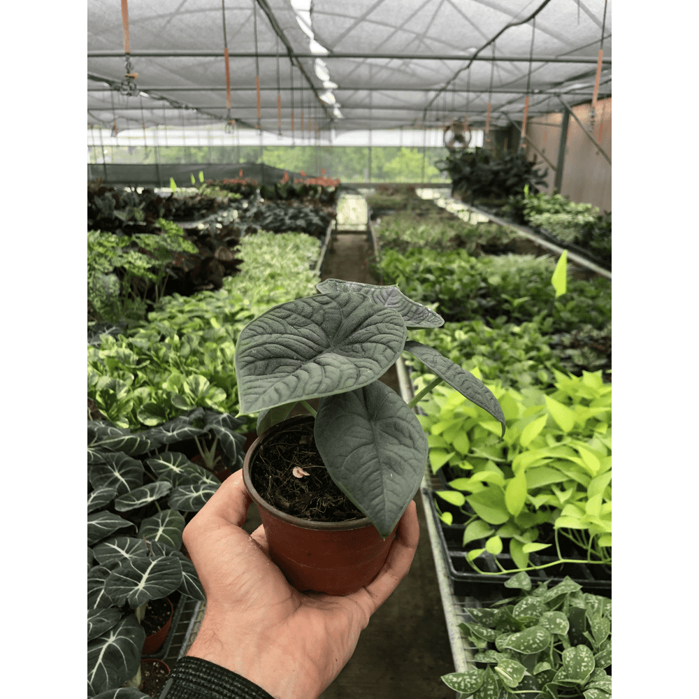 lily & onyx Alocasia 'Melo' - lily & onyx