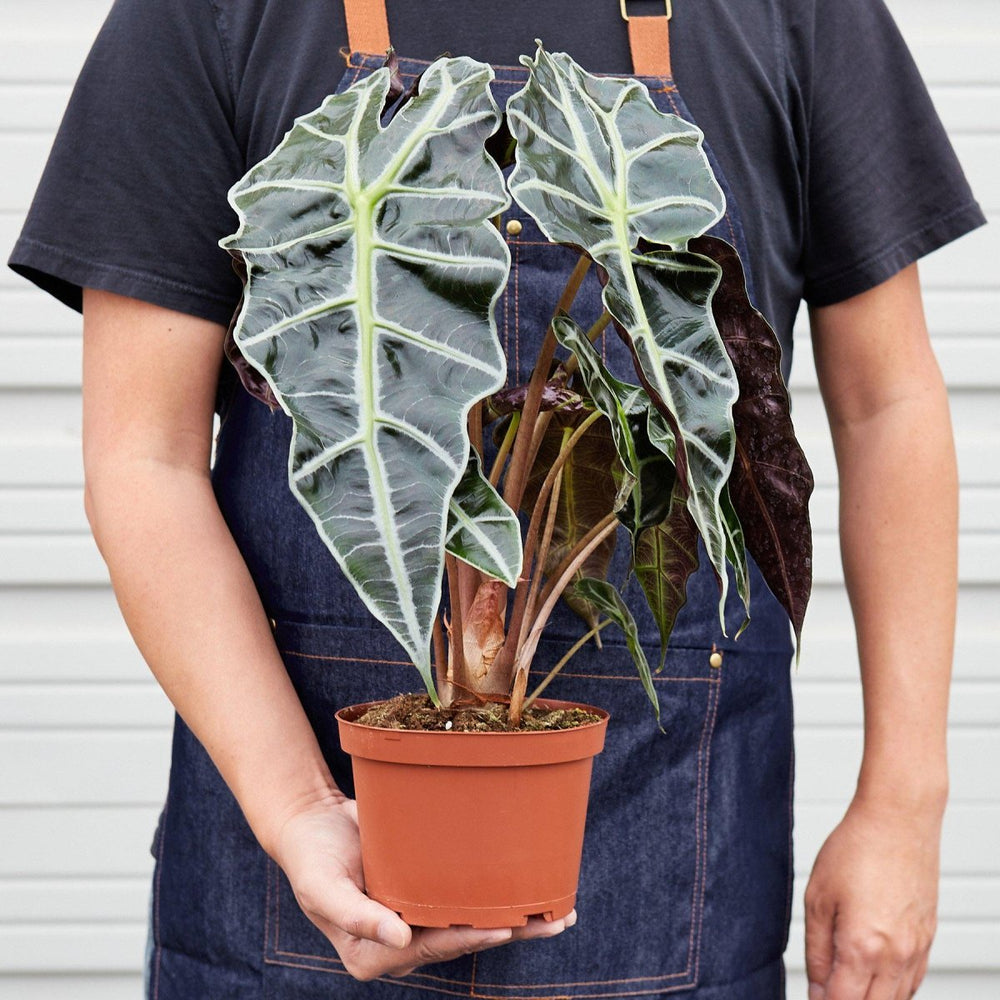 
                      
                        lily & onyx Alocasia Polly 'African Mask' Houseplant - lily & onyx
                      
                    