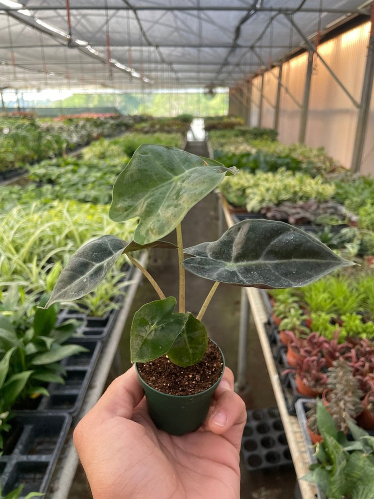 
                      
                        lily & onyx Alocasia Polly 'African Mask' Houseplant - lily & onyx
                      
                    