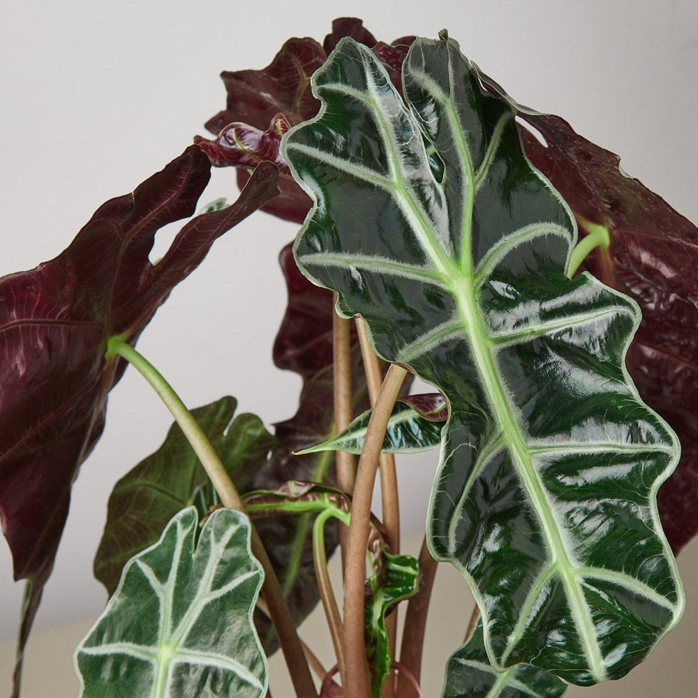 
                      
                        lily & onyx Alocasia Polly 'African Mask' Houseplant - lily & onyx
                      
                    