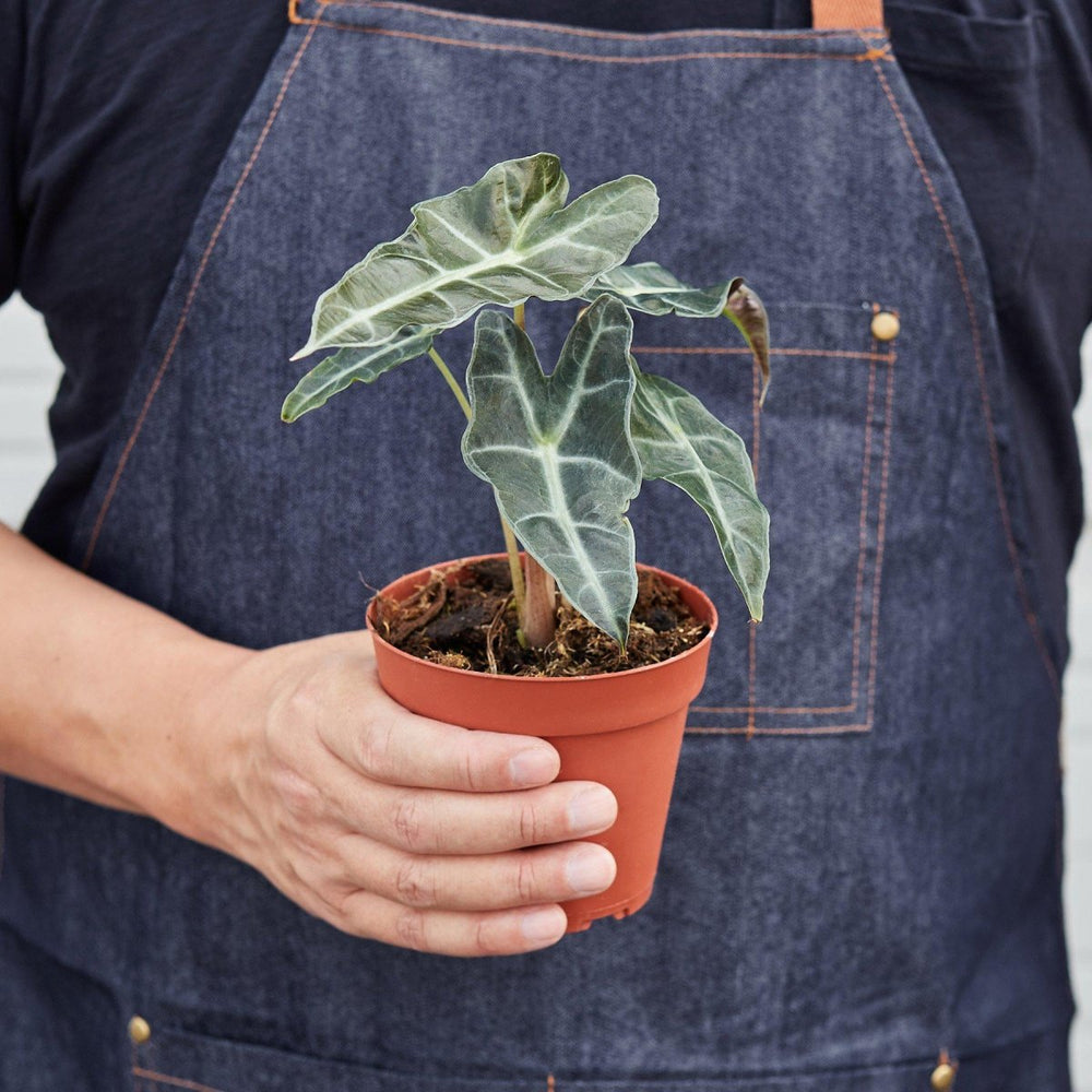 lily & onyx Alocasia Polly 'African Mask' Houseplant - lily & onyx