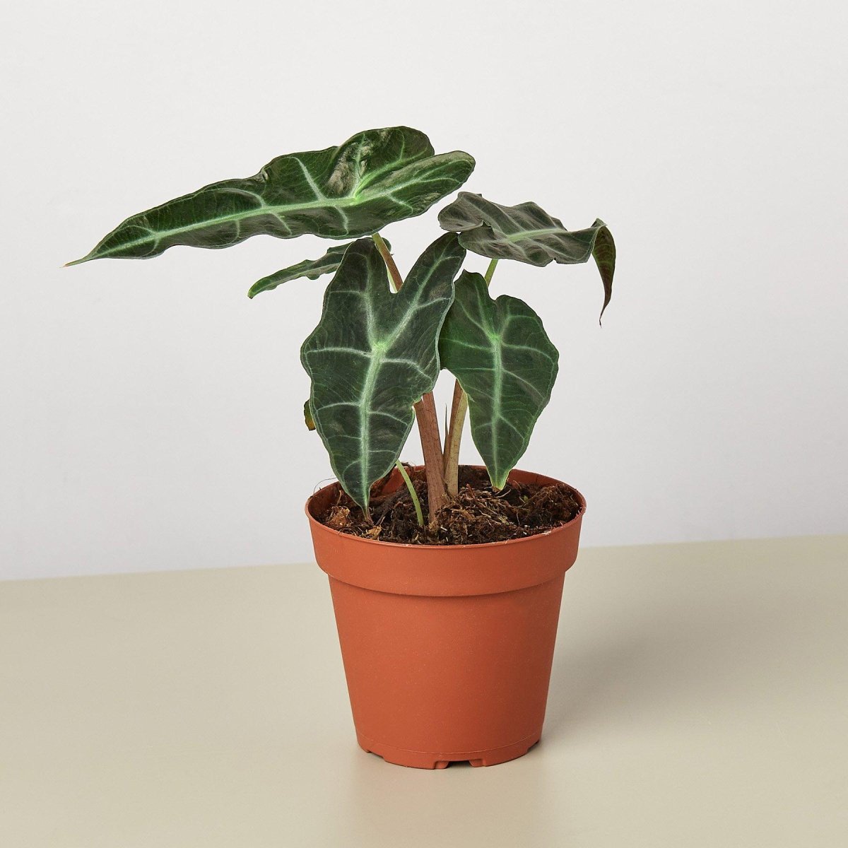 lily & onyx Alocasia Polly 'African Mask' Houseplant - lily & onyx