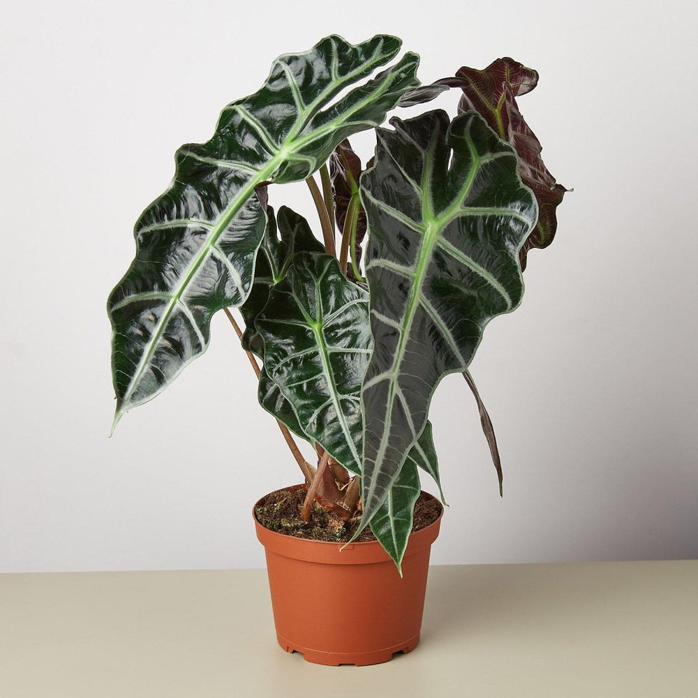 
                      
                        lily & onyx Alocasia Polly 'African Mask' Houseplant - lily & onyx
                      
                    