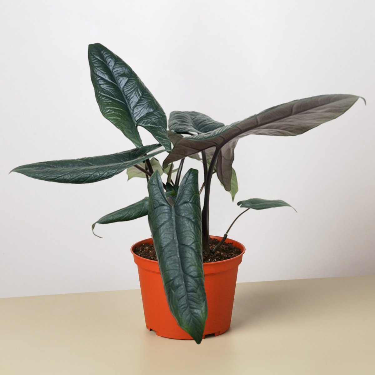 lily & onyx Alocasia 'Scalprum' Houseplant - lily & onyx