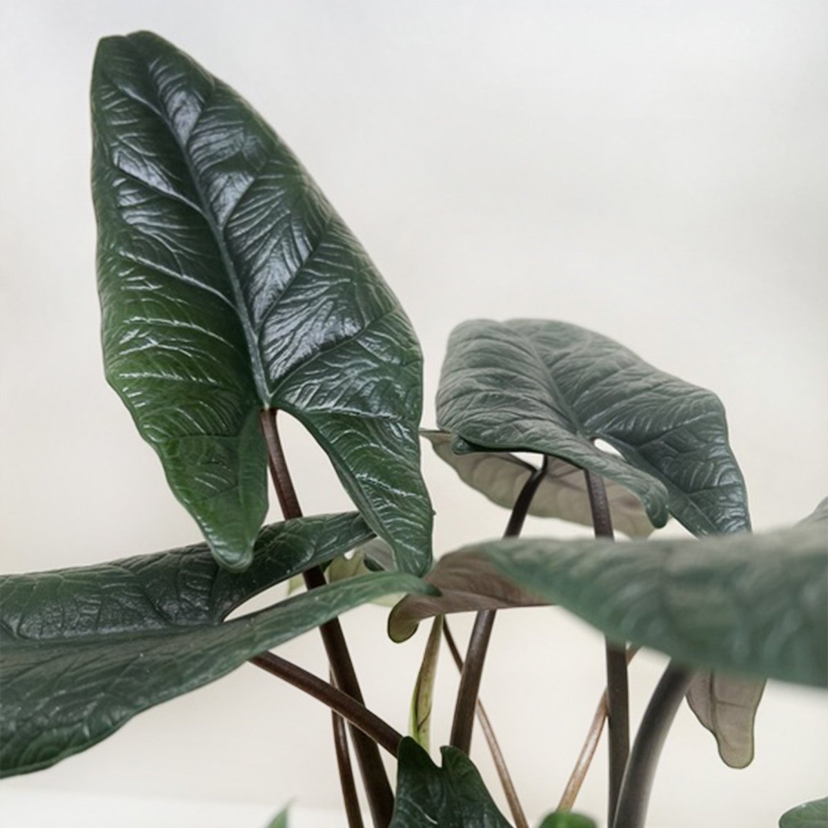 lily & onyx Alocasia 'Scalprum' Houseplant - lily & onyx