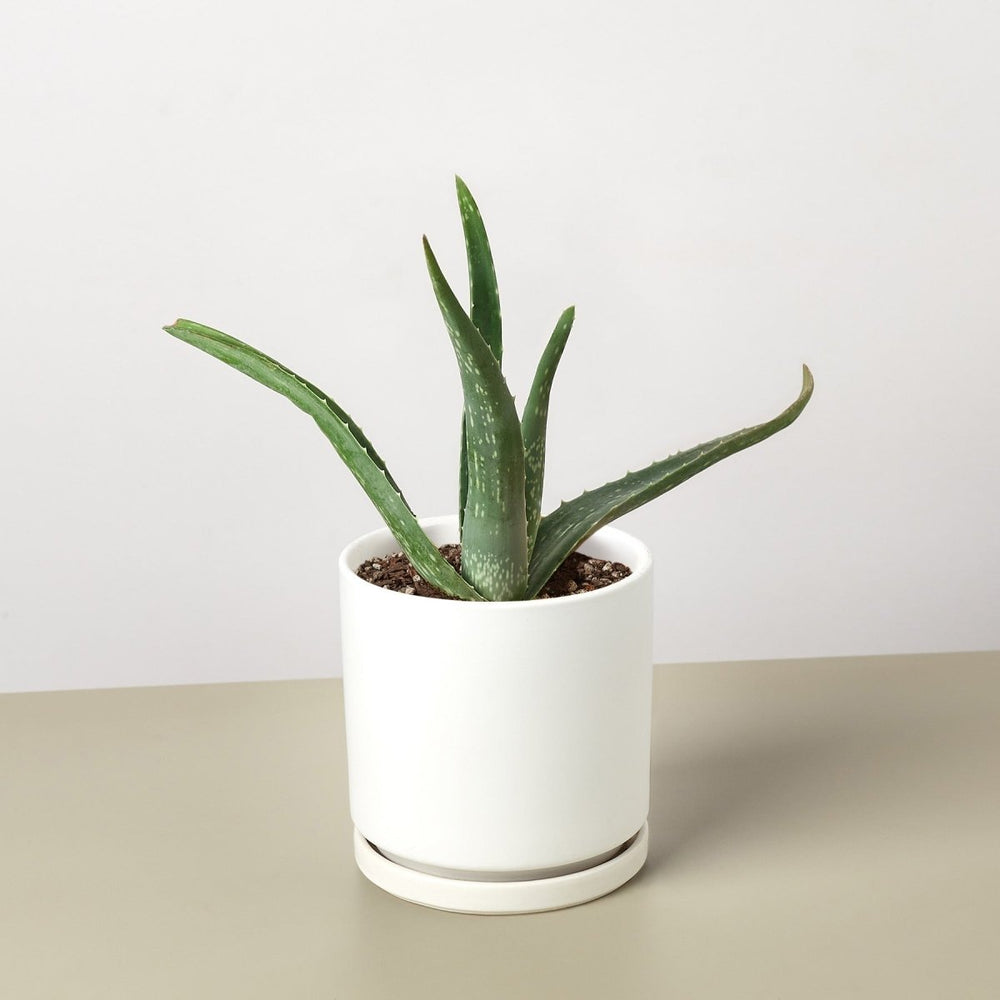 
                      
                        lily & onyx Aloe Vera Houseplant - lily & onyx
                      
                    