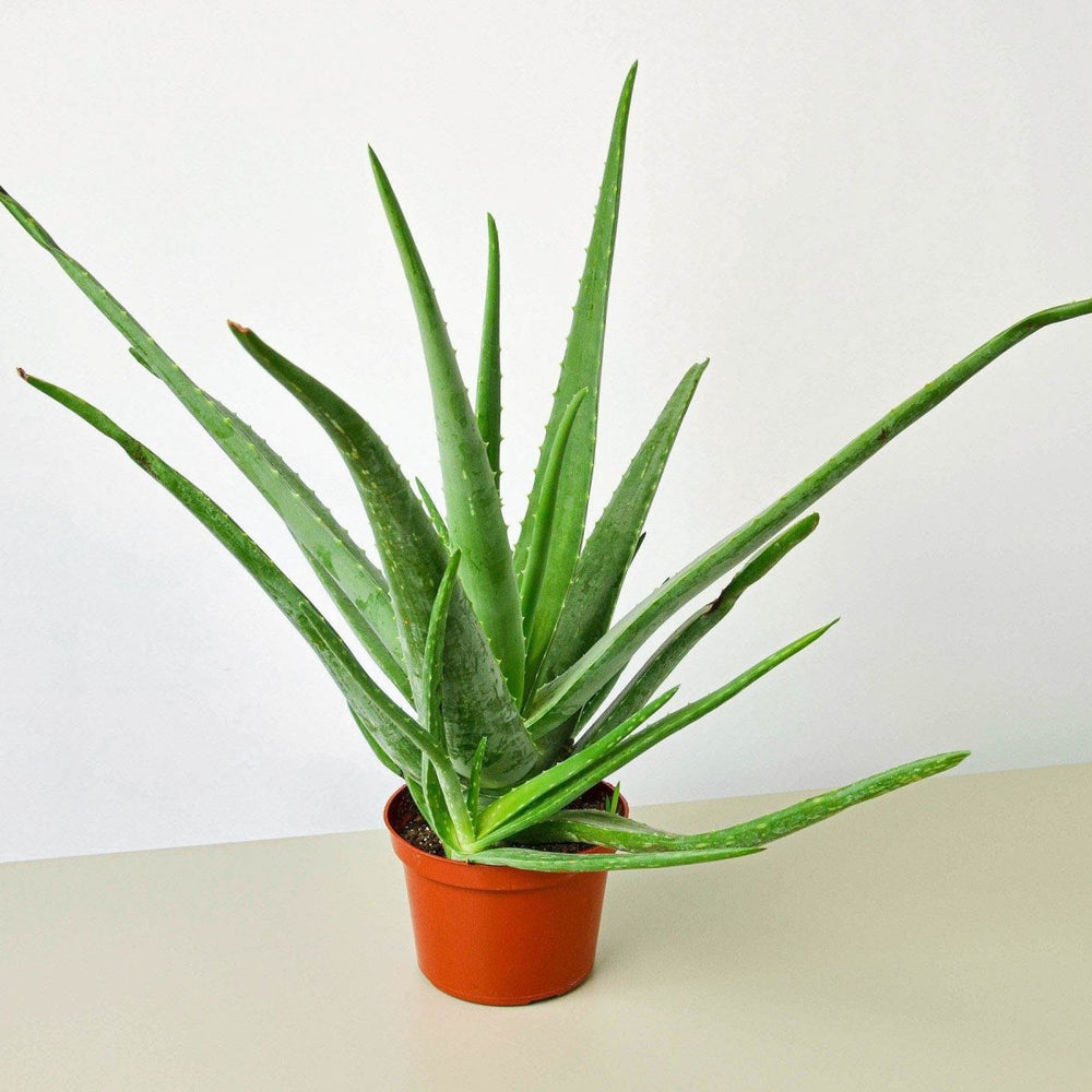 
                      
                        lily & onyx Aloe Vera Houseplant - lily & onyx
                      
                    