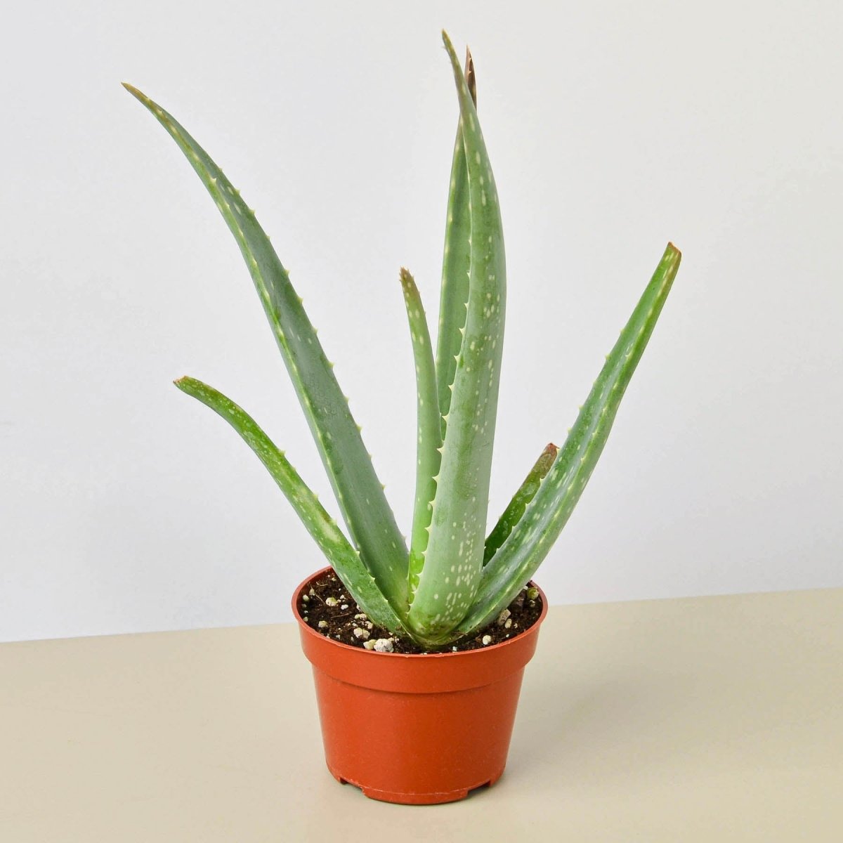 lily & onyx Aloe Vera Houseplant - lily & onyx