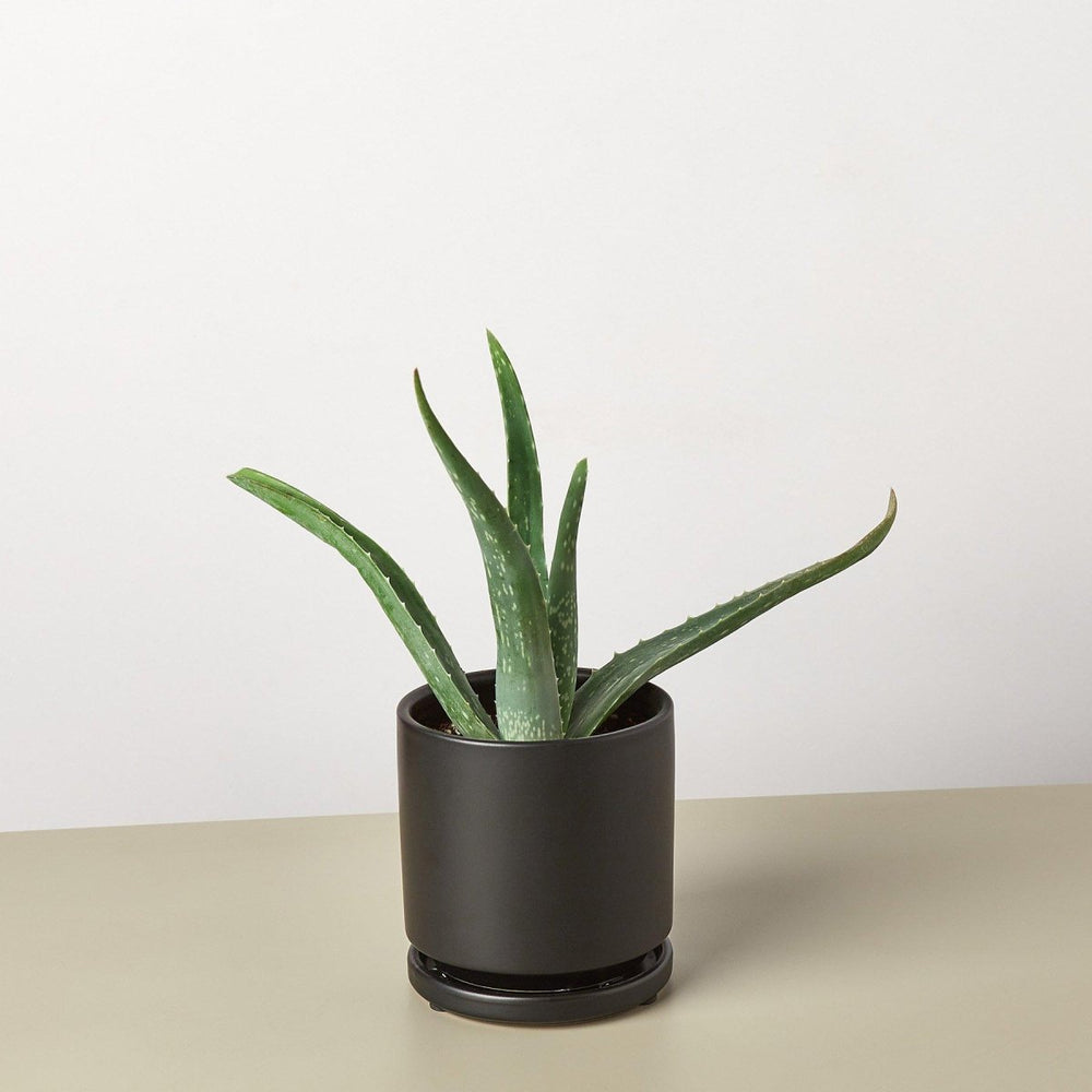 
                      
                        lily & onyx Aloe Vera Houseplant - lily & onyx
                      
                    