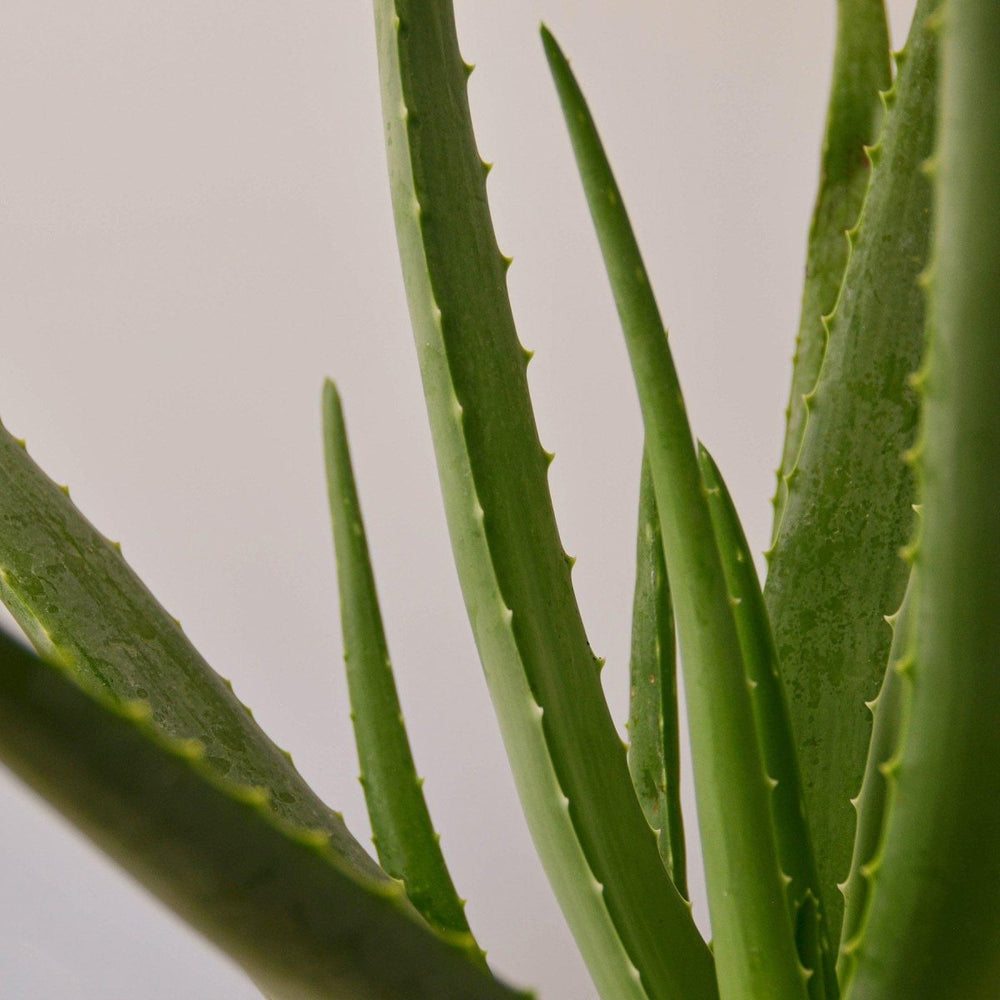 
                      
                        lily & onyx Aloe Vera Houseplant - lily & onyx
                      
                    
