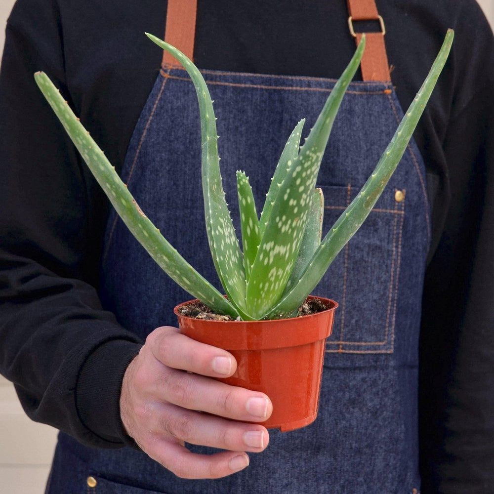 
                      
                        lily & onyx Aloe Vera Houseplant - lily & onyx
                      
                    