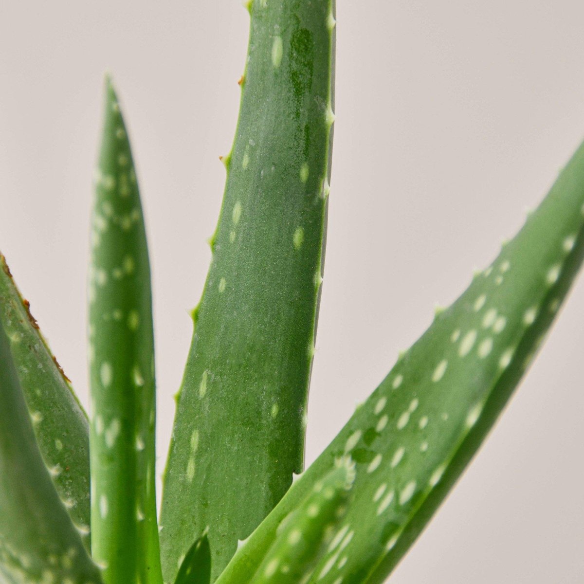 lily & onyx Aloe Vera Houseplant - lily & onyx
