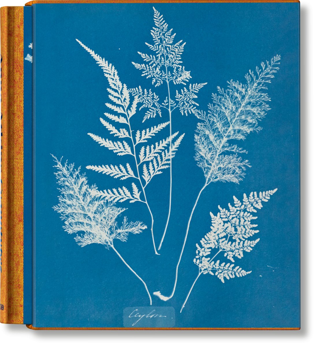 TASCHEN Anna Atkins. Cyanotypes (German, French, English) - lily & onyx