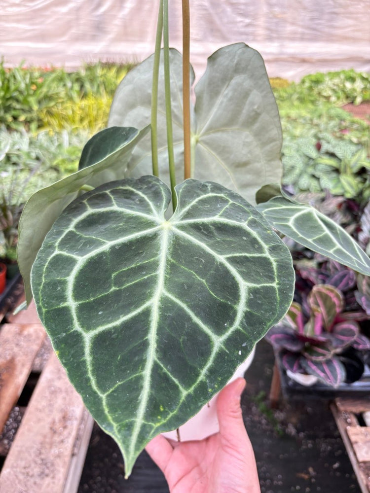 
                      
                        lily & onyx Anthurium 'Clarinervium' - lily & onyx
                      
                    