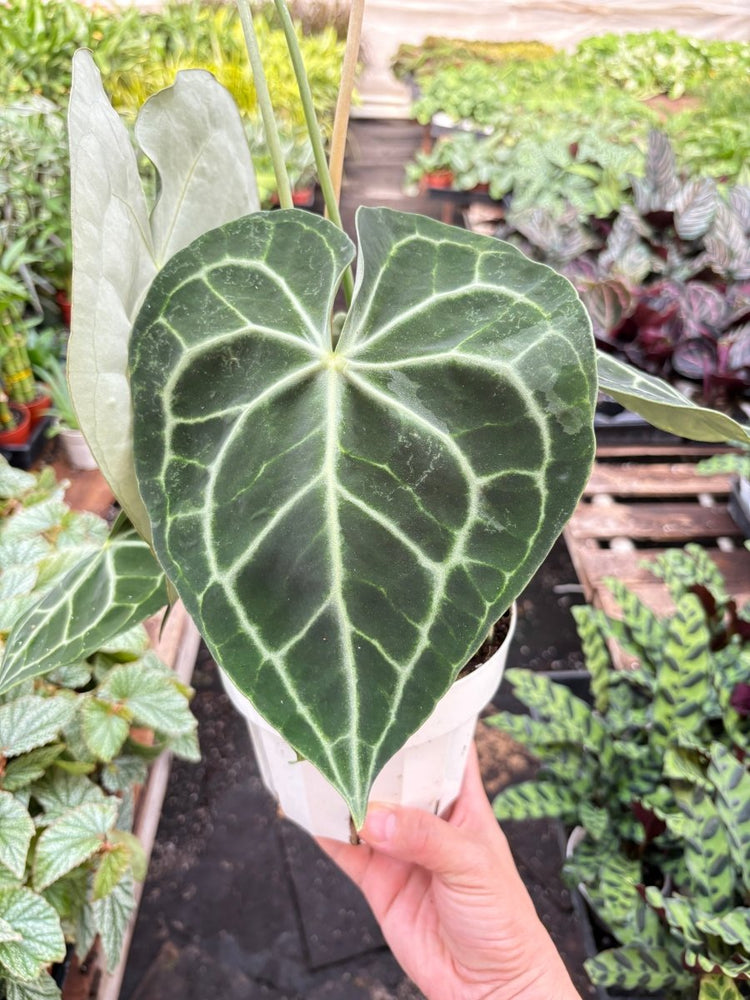
                      
                        lily & onyx Anthurium 'Clarinervium' - lily & onyx
                      
                    