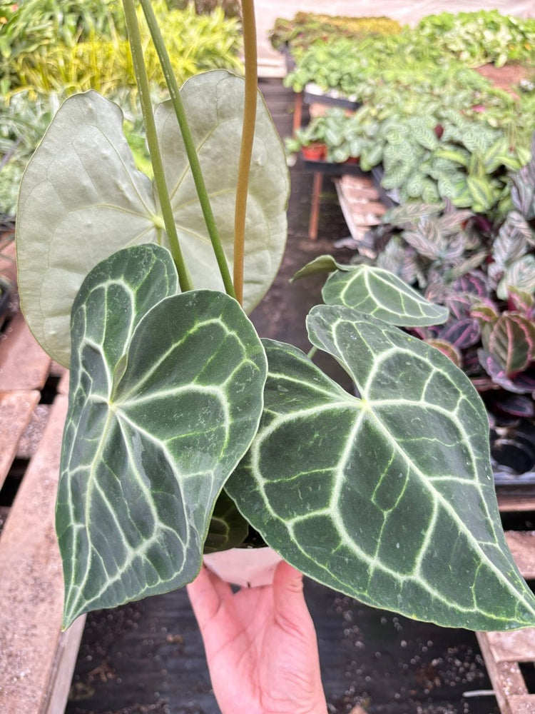 lily & onyx Anthurium 'Clarinervium' - lily & onyx