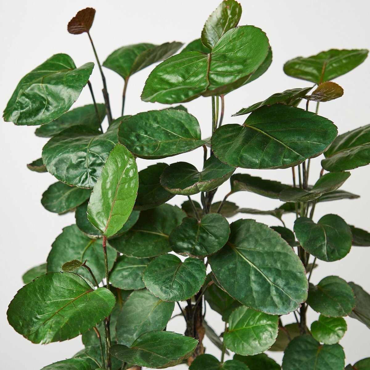 lily & onyx Aralia Fabian Stump 'Polyscias Scutellaria' Houseplant - lily & onyx