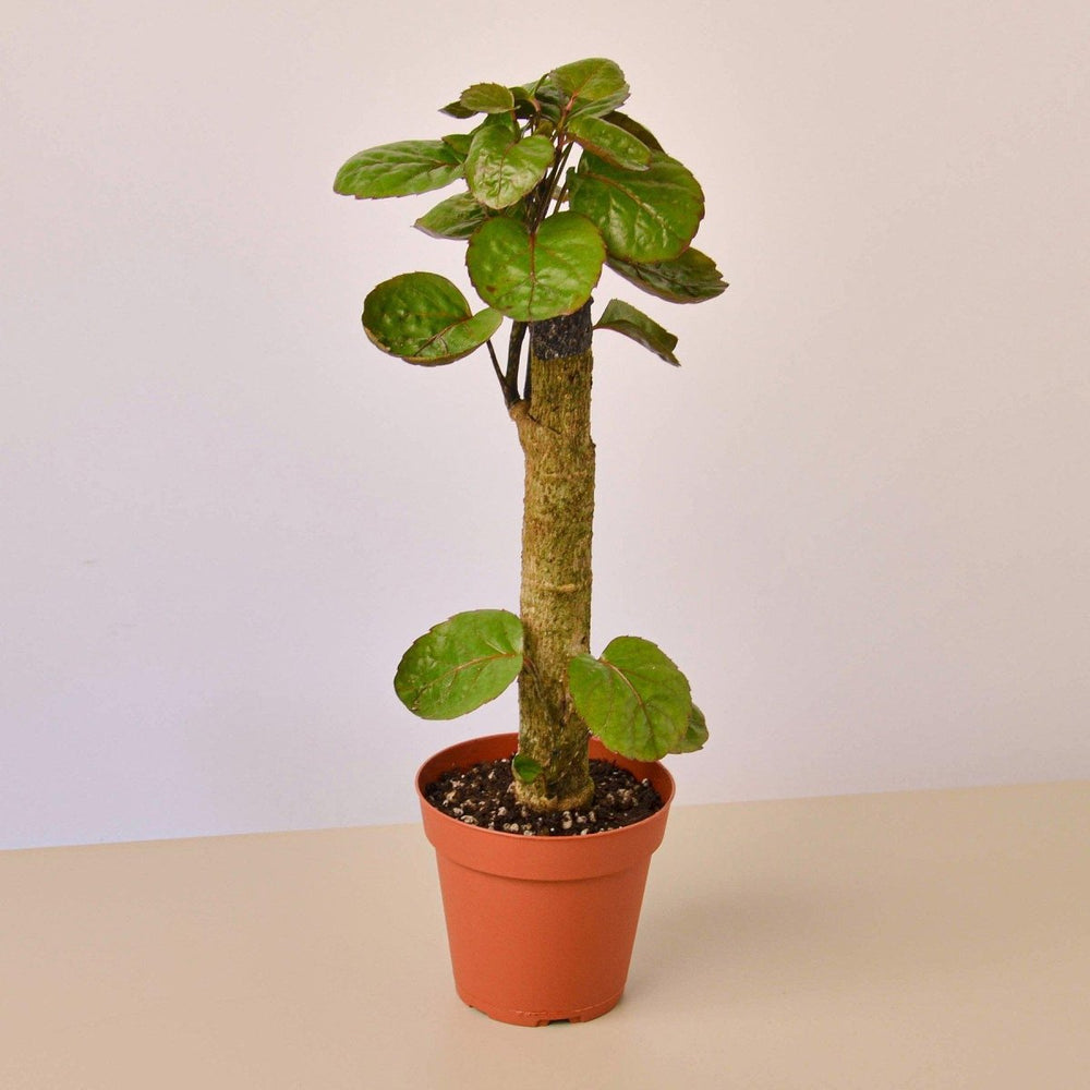 
                      
                        lily & onyx Aralia Fabian Stump 'Polyscias Scutellaria' Houseplant - lily & onyx
                      
                    