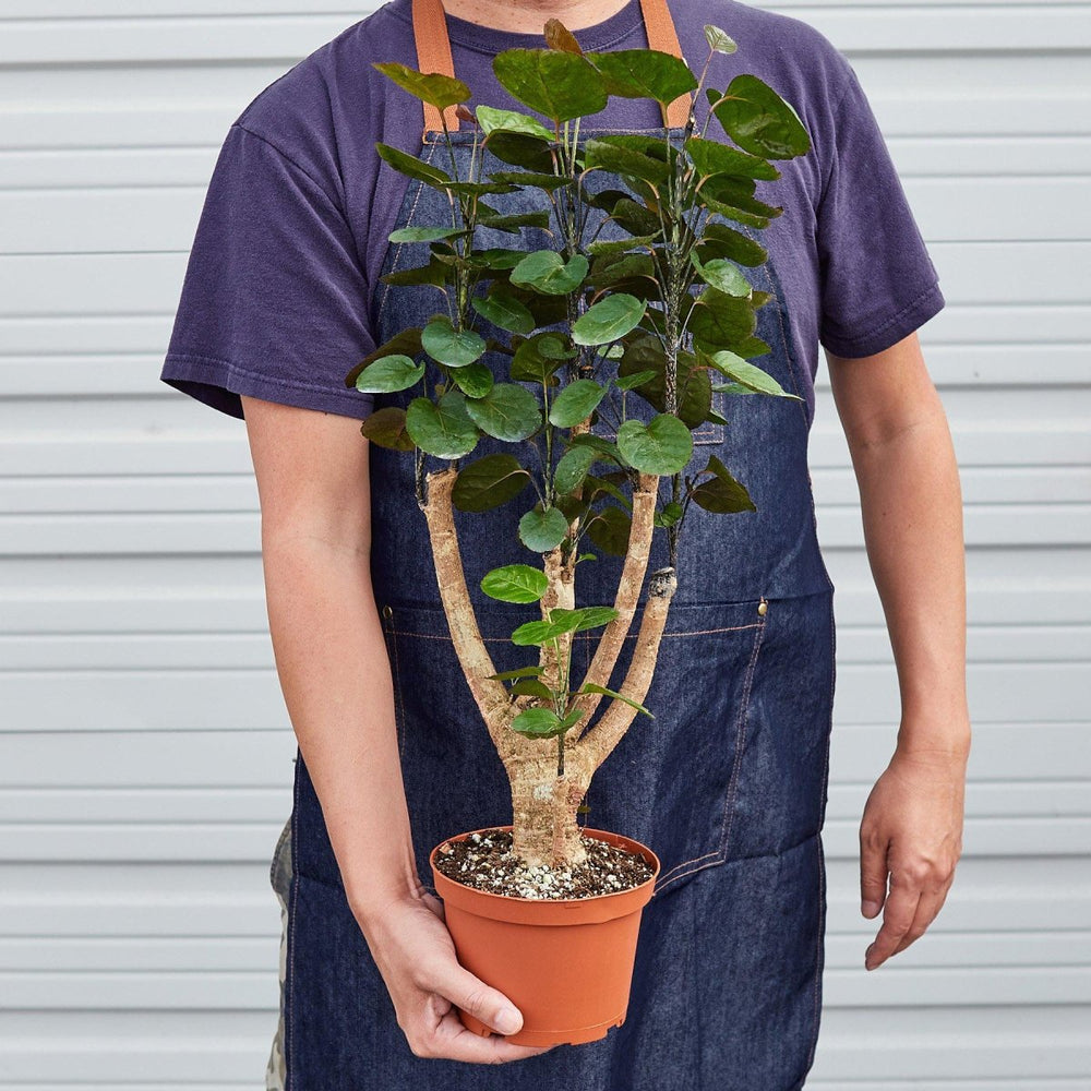 
                      
                        lily & onyx Aralia Fabian Stump 'Polyscias Scutellaria' Houseplant - lily & onyx
                      
                    