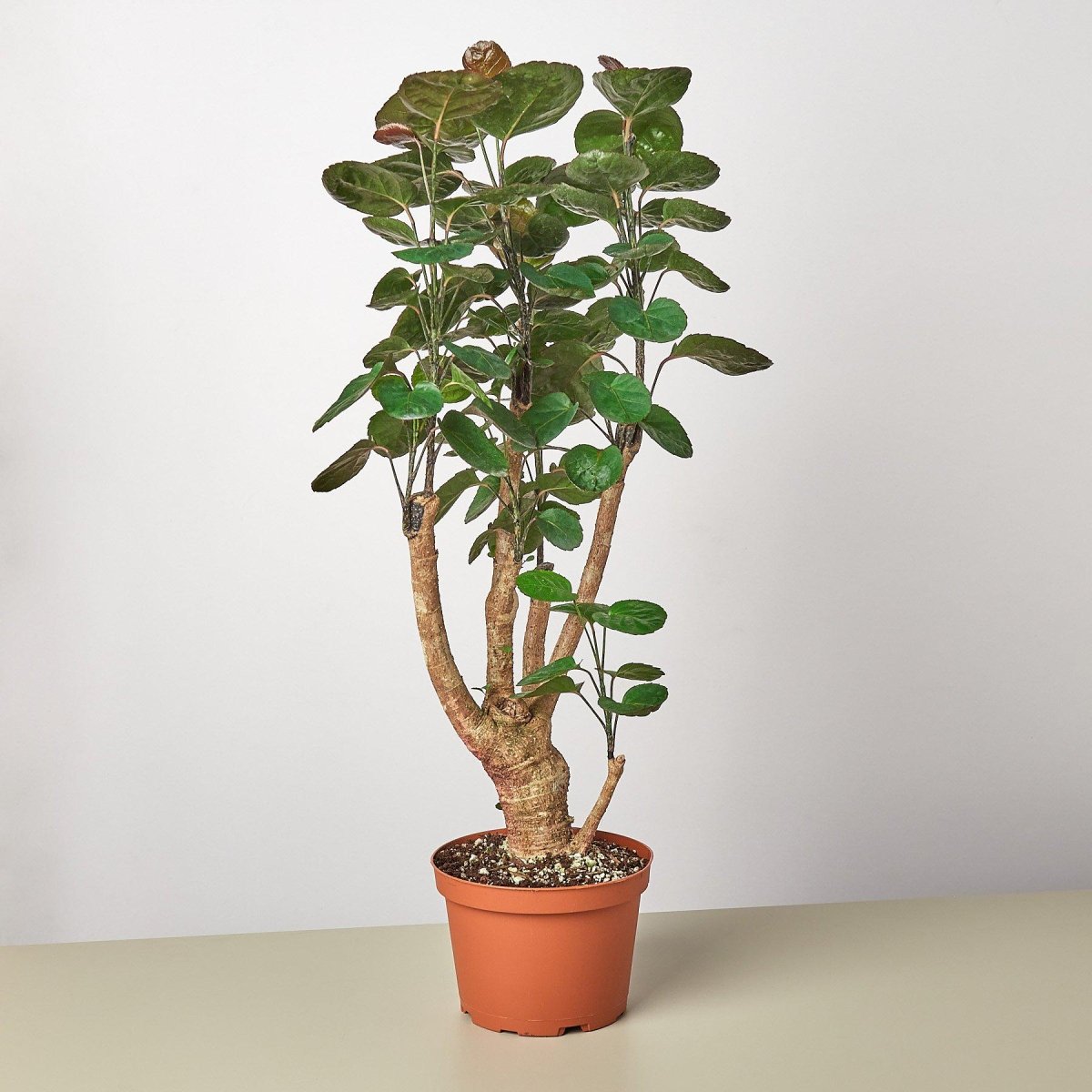 lily & onyx Aralia Fabian Stump 'Polyscias Scutellaria' Houseplant - lily & onyx