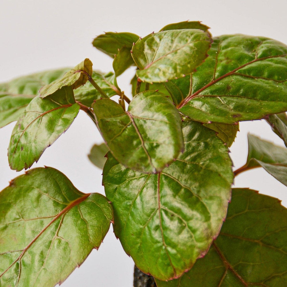 
                      
                        lily & onyx Aralia Fabian Stump 'Polyscias Scutellaria' Houseplant - lily & onyx
                      
                    