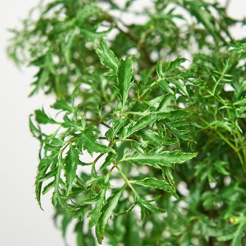 lily & onyx Aralia 'Ming Stump Plant' Houseplant - lily & onyx