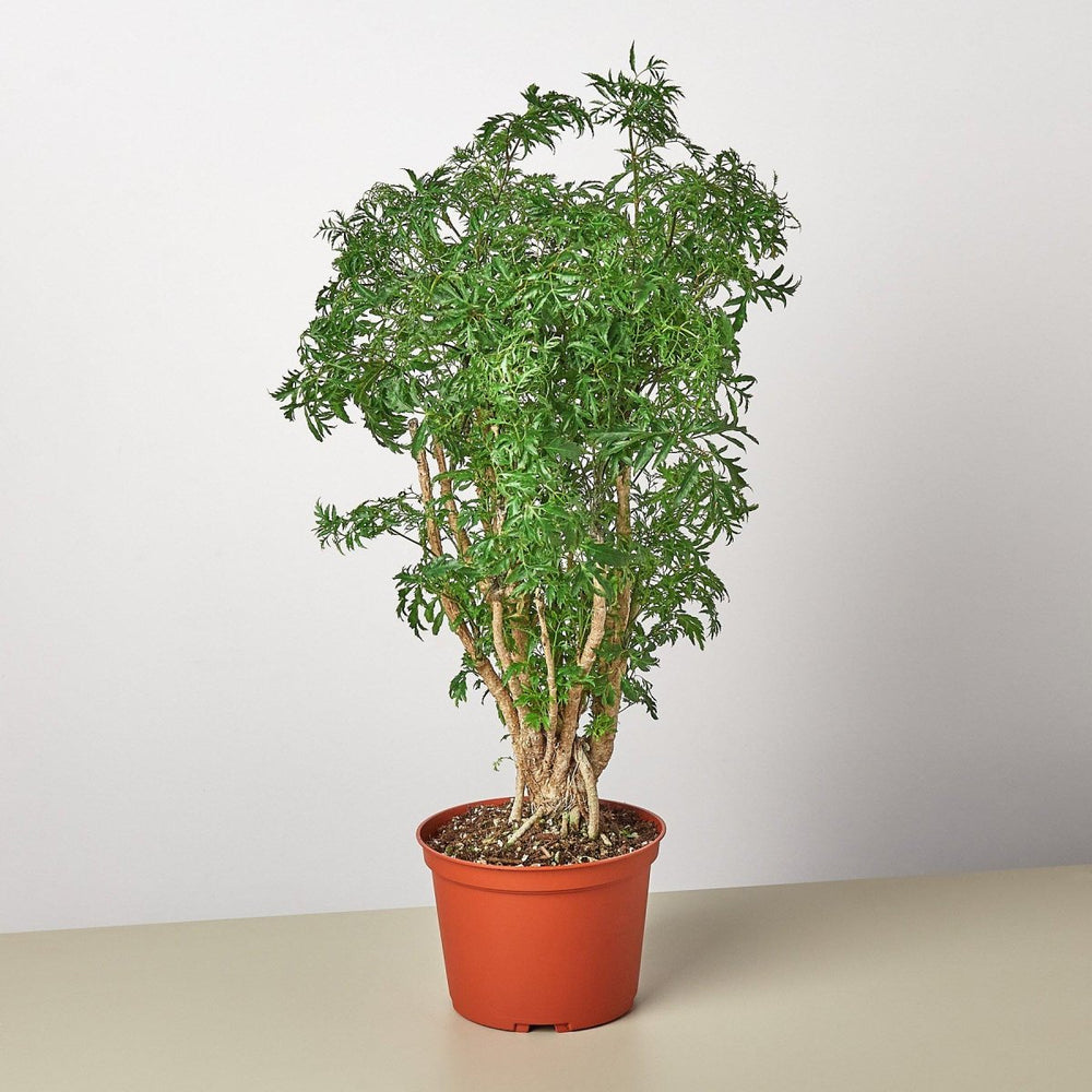 lily & onyx Aralia 'Ming Stump Plant' Houseplant - lily & onyx