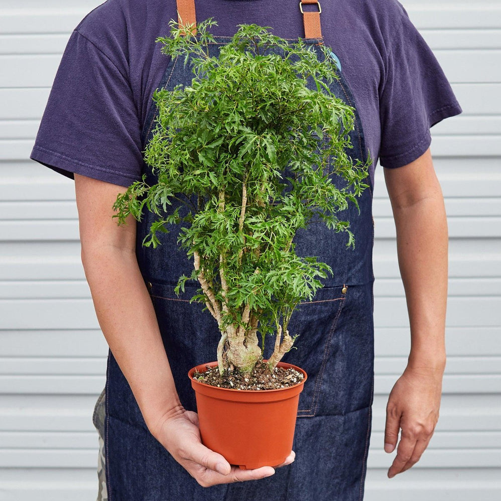 
                      
                        lily & onyx Aralia 'Ming Stump Plant' Houseplant - lily & onyx
                      
                    