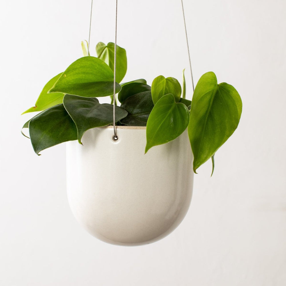 
                      
                        CONVIVIAL Arched Hanging Planter No. 1 | Glazed Stoneware - lily & onyx
                      
                    