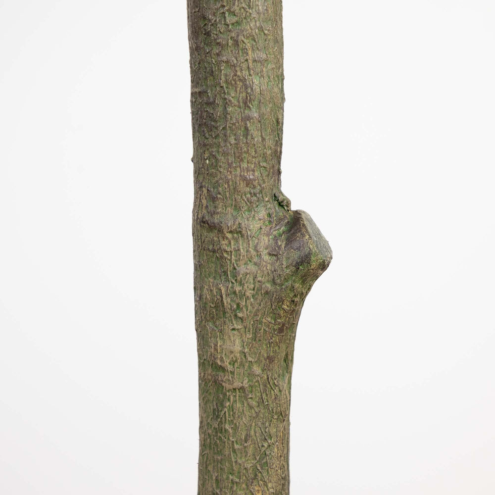 
                      
                        13’ Giant Artificial Olive Tree
                      
                    