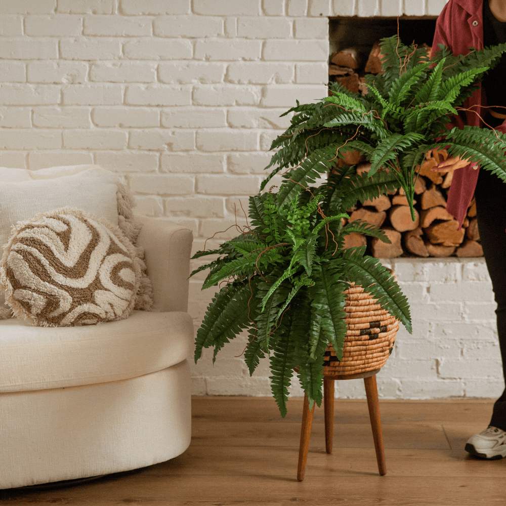 
                      
                        40” Artificial Boston Fern, Set of 2
                      
                    