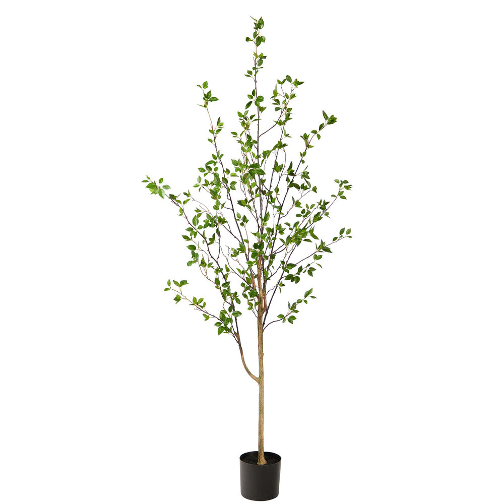 
                      
                        6.5' Minimalist Citrus Tree
                      
                    