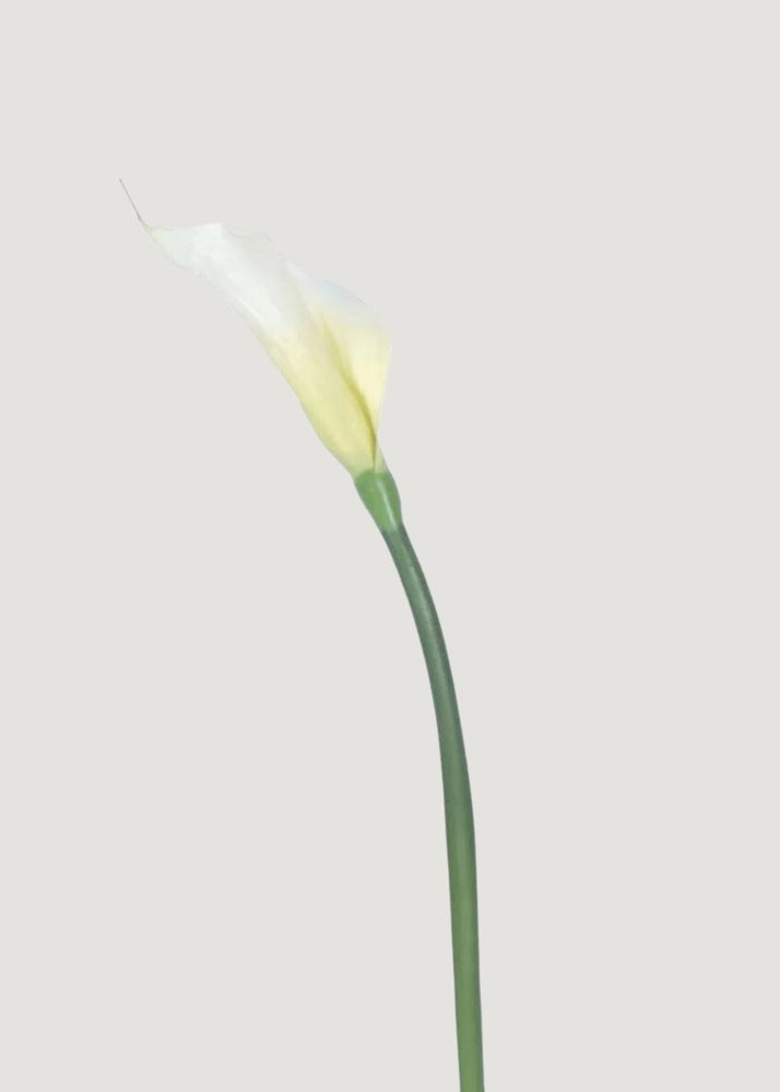 
                      
                        Afloral Artificial Calla Lily Stems in Cream - 37", Case of 12 - lily & onyx
                      
                    