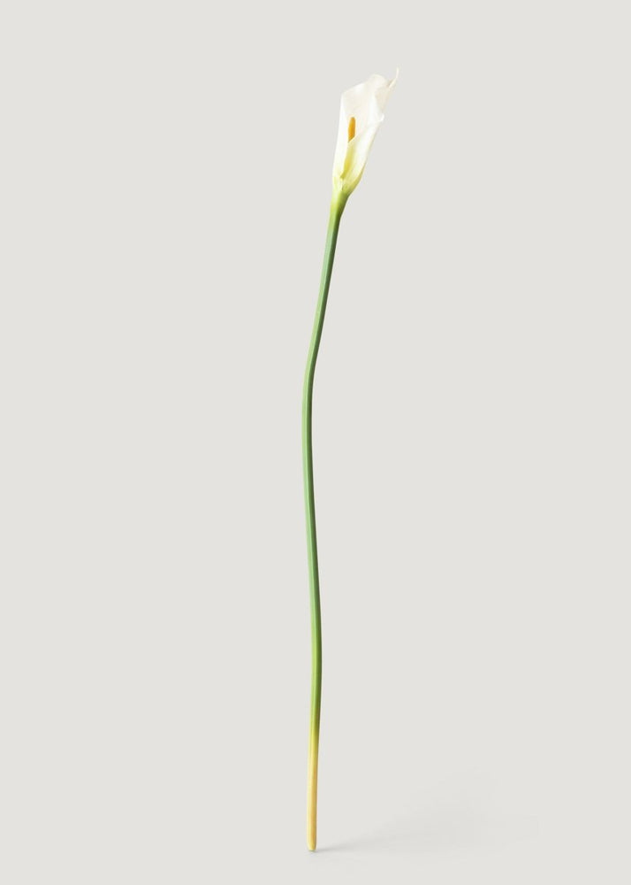 
                      
                        Afloral Artificial Calla Lily Stems in Cream - 37", Case of 12 - lily & onyx
                      
                    
