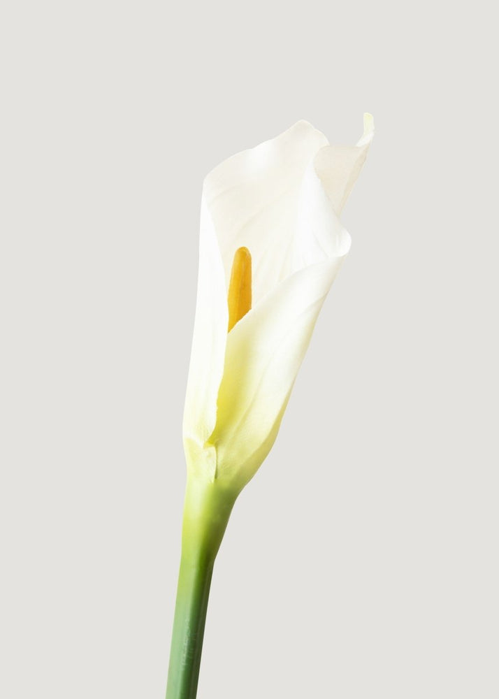 
                      
                        Afloral Artificial Calla Lily Stems in Cream - 37", Case of 12 - lily & onyx
                      
                    