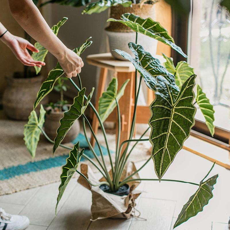 RusticReach Artificial Faux Alocasia Plant In Pot 31