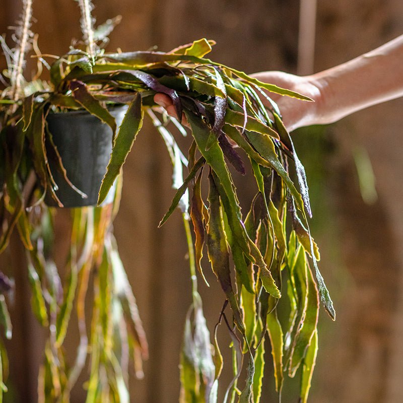 
                      
                        RusticReach Artificial Faux Hanging Aloe Vera Plant in Pot - lily & onyx
                      
                    