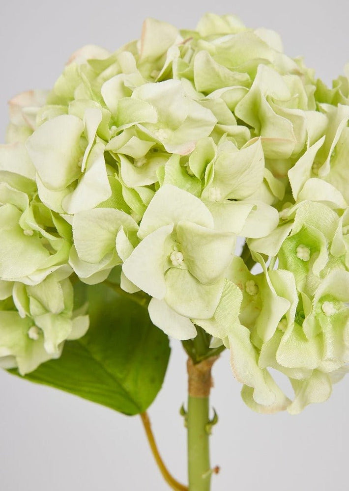 
                      
                        Afloral Artificial Flowers French Country Green Real Touch Hydrangea Stem, 18" - lily & onyx
                      
                    