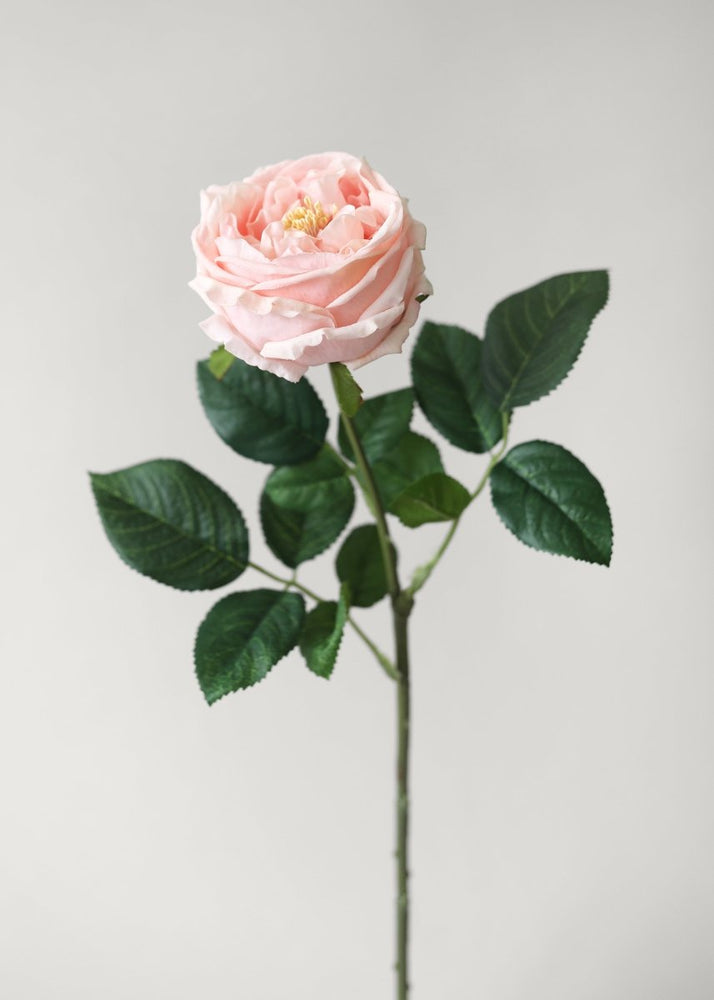Afloral Artificial Flowers Real Touch Austin Rose in Pink - 24" - lily & onyx