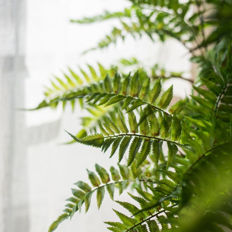 
                      
                        Artificial Green Leaf Fern Tree Faux
                      
                    