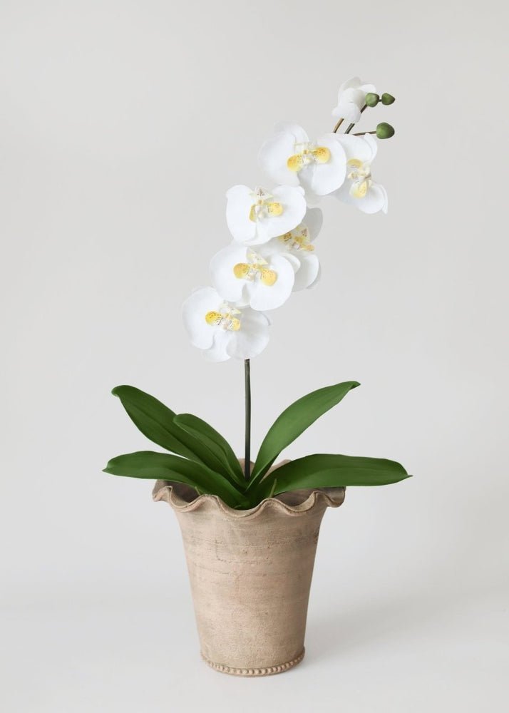 Afloral Artificial Phalaenopsis Orchid Leaf Plant - 15" - lily & onyx