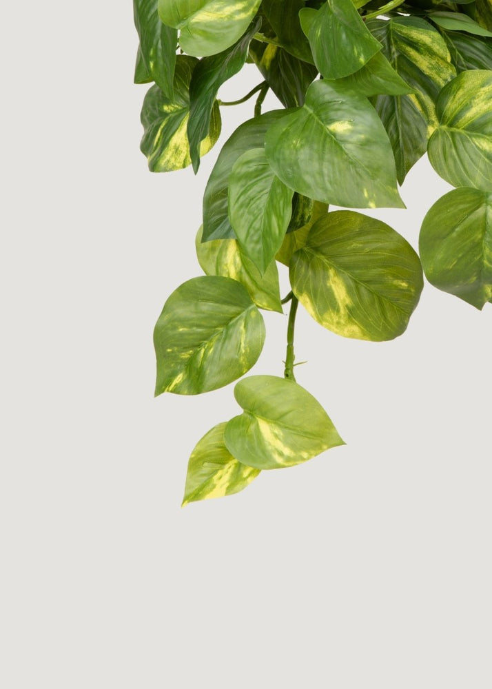 
                      
                        Afloral Artificial Pothos UV Treated Indoor/Outdoor Hanging Plant - 19" - lily & onyx
                      
                    