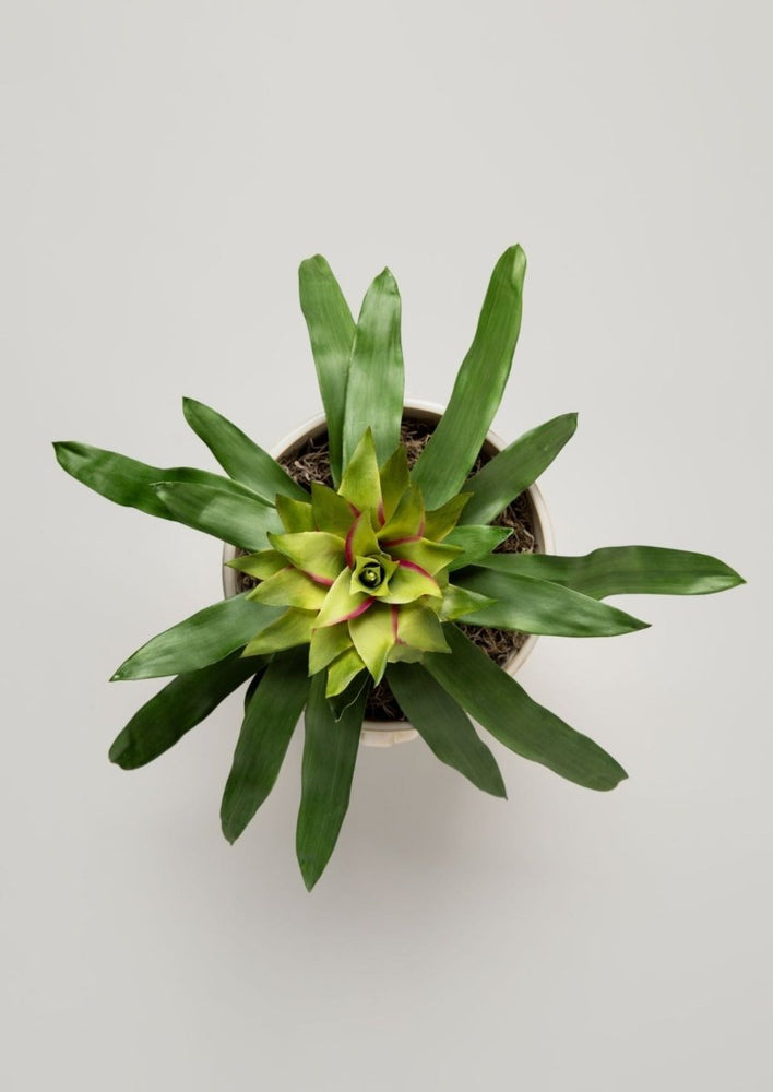 
                      
                        Afloral Artificial Tropical Bromeliad Plant in Green, 20" - lily & onyx
                      
                    