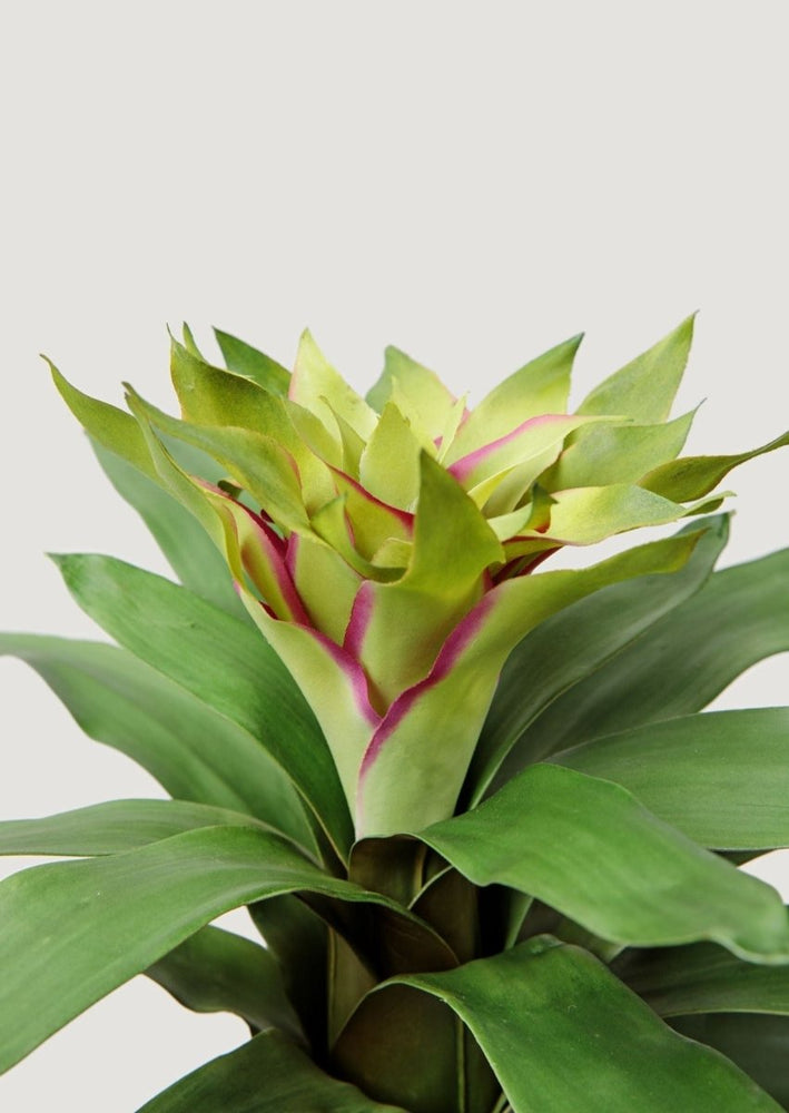 
                      
                        Afloral Artificial Tropical Bromeliad Plant in Green, 20" - lily & onyx
                      
                    