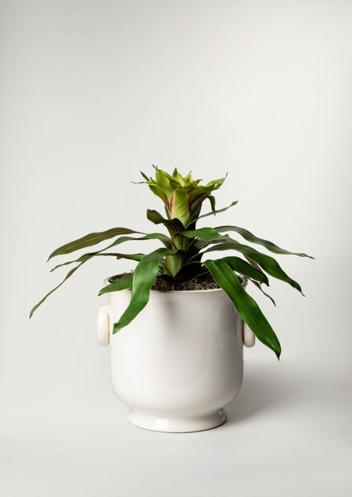 
                      
                        Afloral Artificial Tropical Bromeliad Plant in Green, 20" - lily & onyx
                      
                    