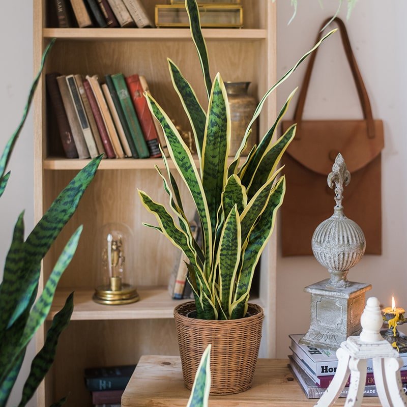 RusticReach Artificial Yellow Edged Leaf Snake Plant in Pot - lily & onyx