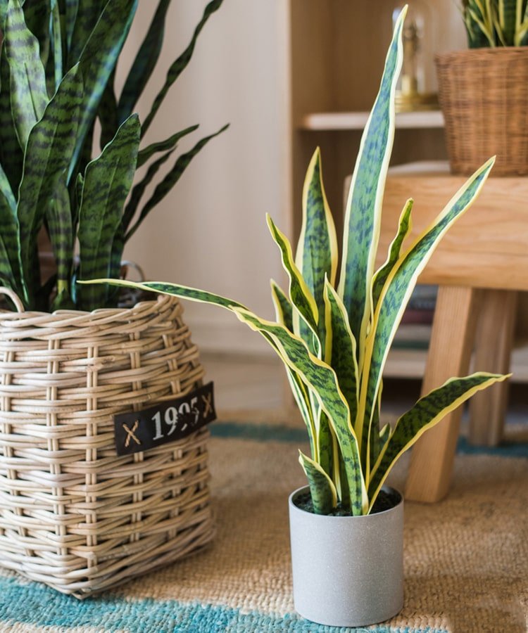 RusticReach Artificial Yellow Edged Leaf Snake Plant in Pot - lily & onyx