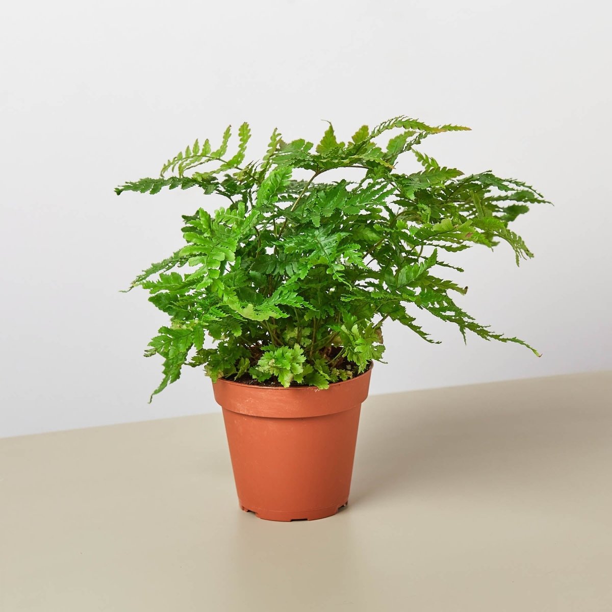 lily & onyx Austral Gem Fern Houseplant - lily & onyx